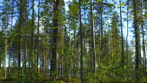 trees slowly swaying in the wind in a forest in ruovesi, finland