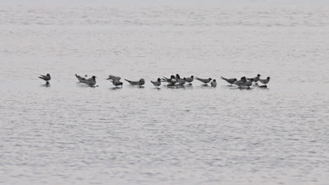 Un-Grupo-De-Charranes-Negros-En-Reposo,-Entre-Ellos-Un-Charrán-De-Alas-Blancas-Y-Una-Pequeña-Gaviota