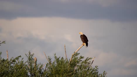 bald eagle perching on tree and observing its surrounding