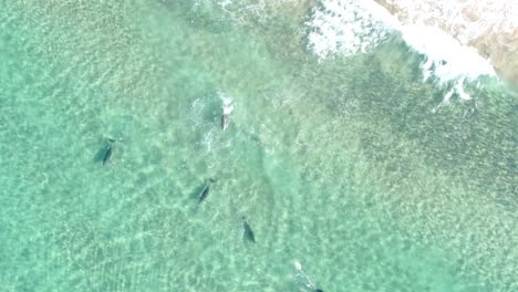 Group-of-five-dolphins-swim-under-surface-of-blue-water