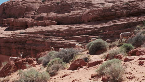 El-Borrego-Cimarrón-Come-Vibrantes-Arbustos-Del-Desierto,-Enmarcado-Por-Un-Majestuoso-Acantilado-Rojo-En-La-Distancia.