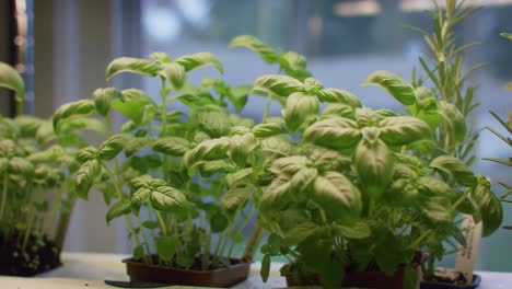 cultivating fresh basil: a visual journey from seedlings to lush, green plants in a bright indoor setting
