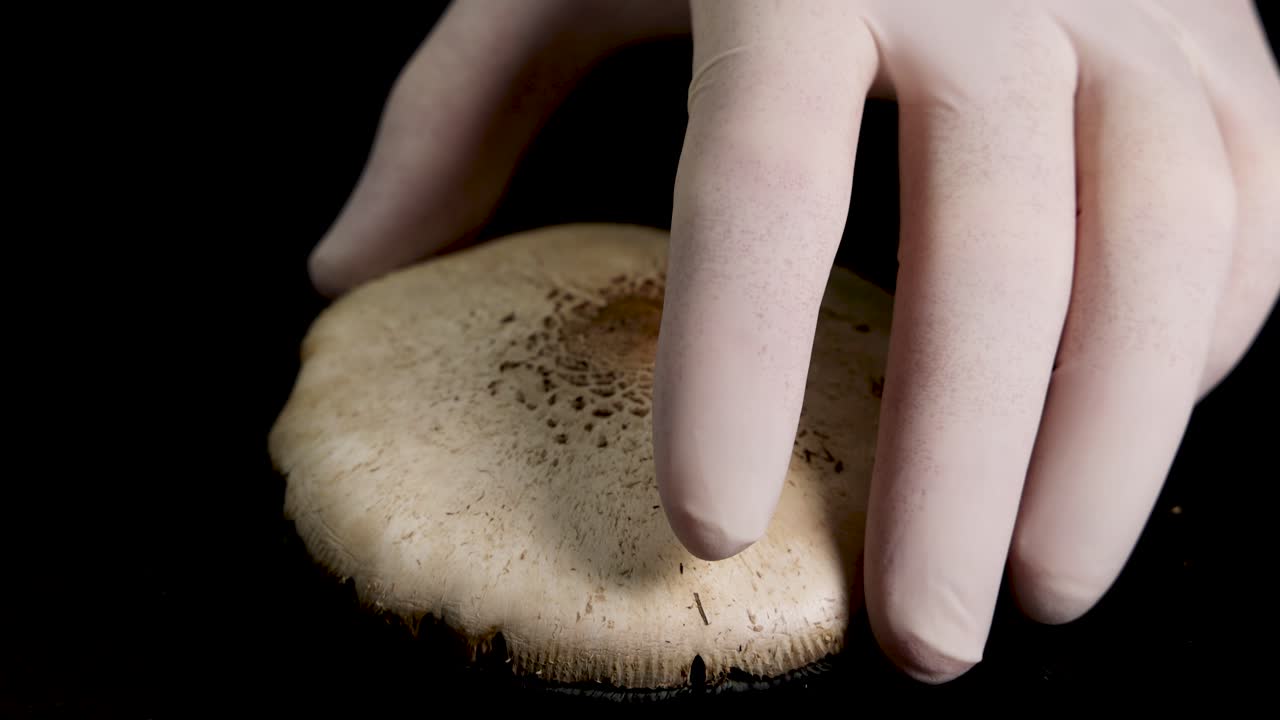 A mushroom cap is placed on paper, revealing intricate spore patterns. Dark background enhances the scientific process