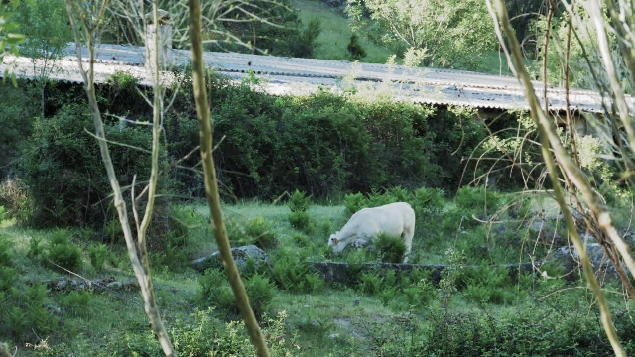 헛간 근처에서 풀을 먹고 있는 흰 소