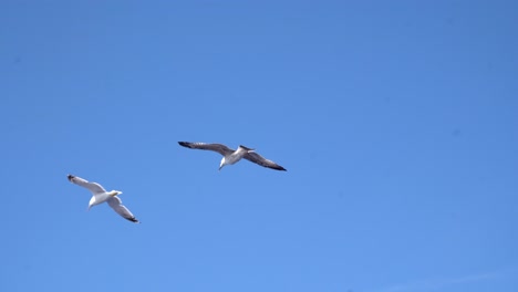 seagulls in flight against blue sky on sunny day