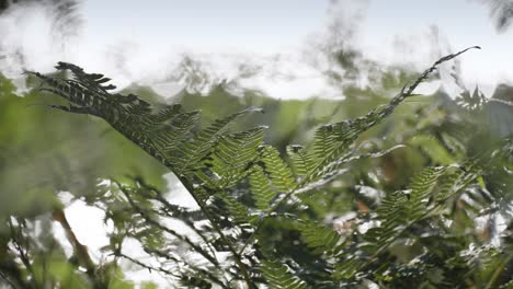 un primer plano de exuberantes hojas verdes de helecho en el fondo borroso distorsionado