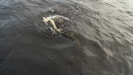 northern pike falls off crankbait lure at boatside