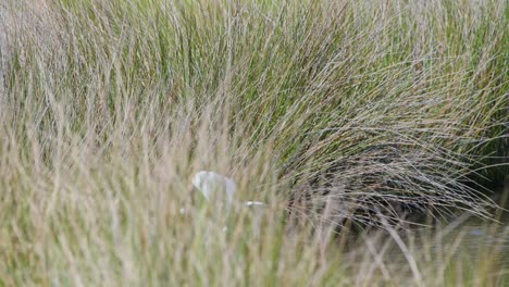 great egret behind grasses strikes and catches a red drum fish