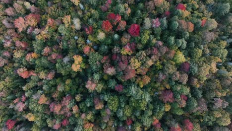 bird's eye view of deciduous trees in autumnal forest