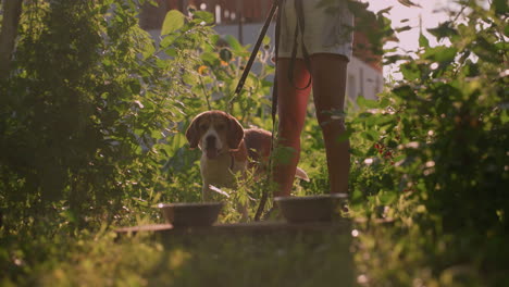 dueño del perro de pie con su perro al aire libre sosteniendo la correa, mientras que el perro mira hacia adelante con la lengua afuera, dos cuencos de metal colocados en una tabla de madera delante de ellos, rodeados de hojas verdes exuberantes