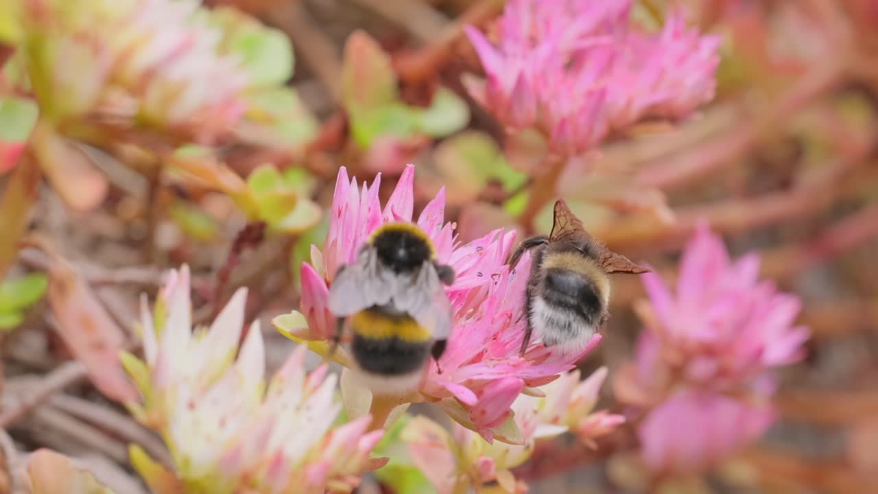 el abejorro recoge el néctar de las flores en un día soleado. el abejorro en macro filmado en cámara lenta.