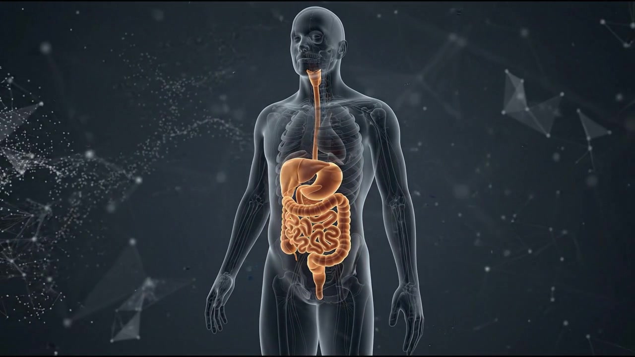 Luminous male figure displaying a luminous orange digestive system in a detailed medical visualization