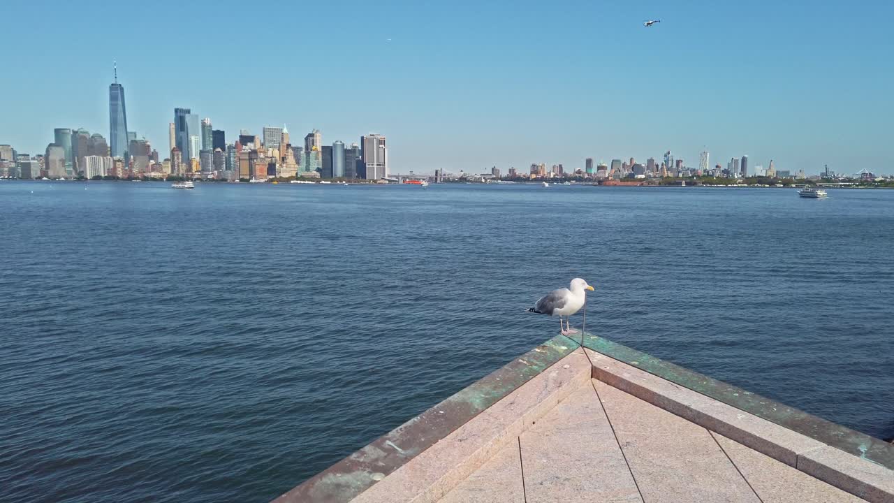 Ring-billed gull stay on a boat with Lower Manhattan and Brooklyn island in background