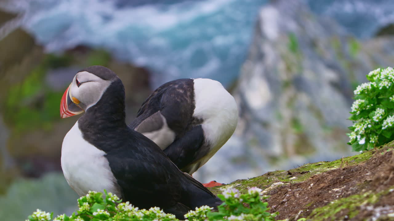 Two Atlantic puffins on a rocky cliff by the North Atlantic, waves below; one seabird preens its feathers. Shot on Hornøya, Vardø, Finnmark, Norway, Arctic; vivid plumage orange beaks, coastal nature