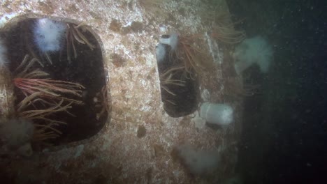 overgrown windows in submerged 737 aircraft