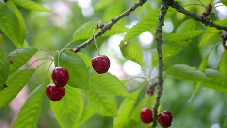 close-up of red cherries on a branch