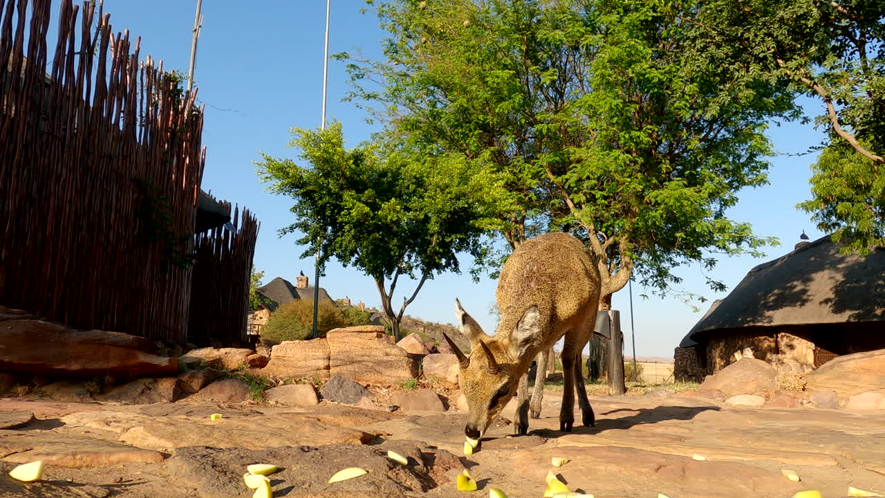Close-up of cute antelope feeding on fruits, ground low level