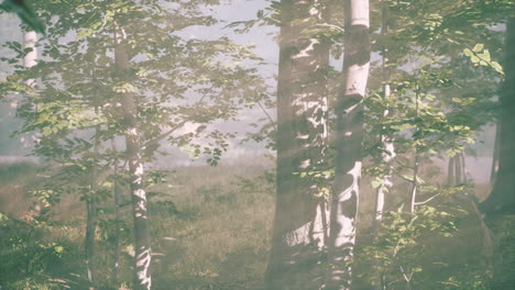 magic dark autumn forest scenery with rays of warm light