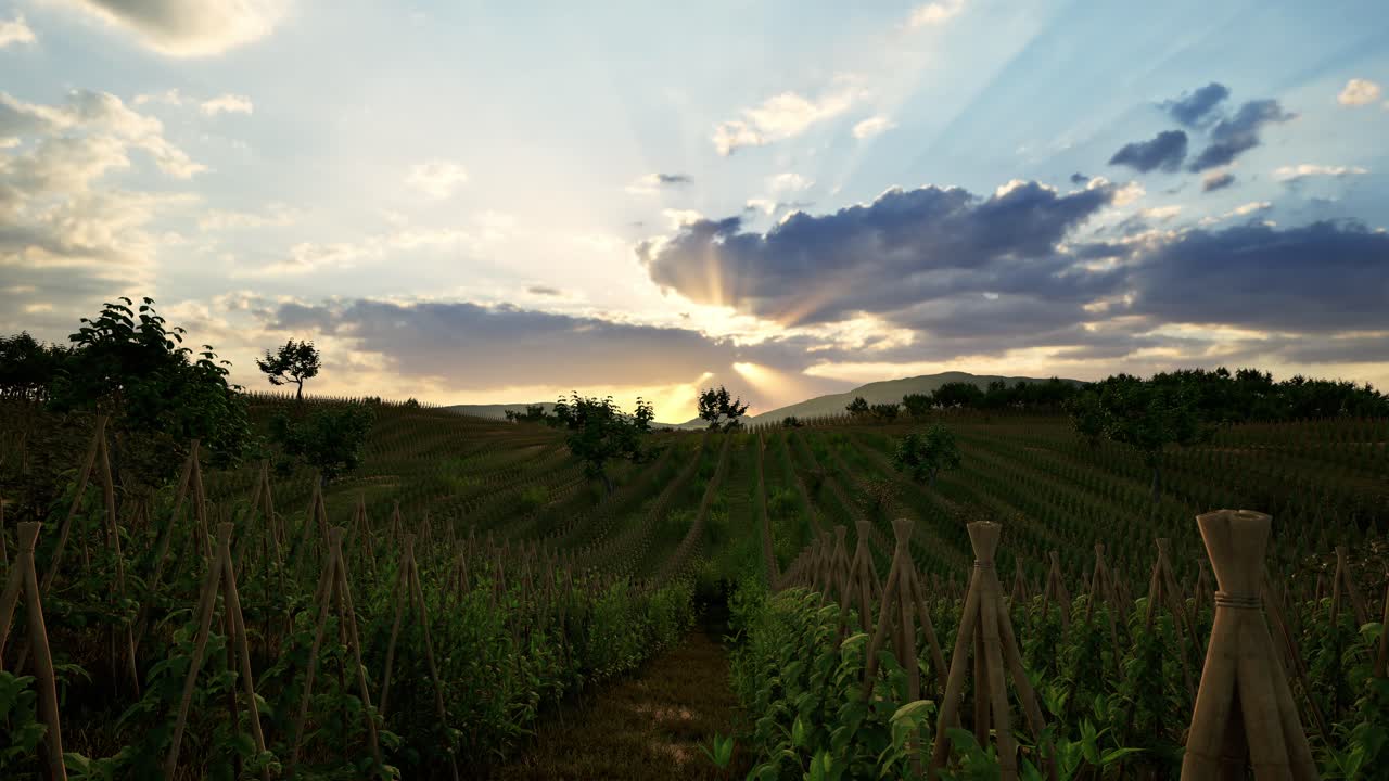 Field Of Green Plants A General Plan Nature Agriculture. Organic Farming. Agriculture Lifestyle Plantation Business Farm Concept. Soy Vegetable Healthy Food Agriculture