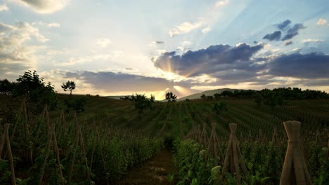 field of green plants a general plan nature agriculture. organic farming. agriculture lifestyle plantation business farm concept. soy vegetable healthy food agriculture