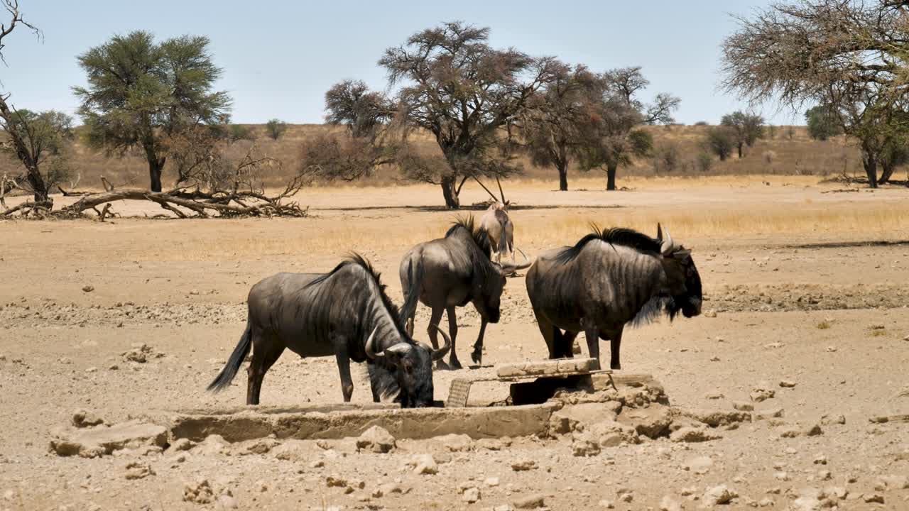 wildebeest drinking at a waterhole in south africa, a gemsbok stands in the background, close up shot