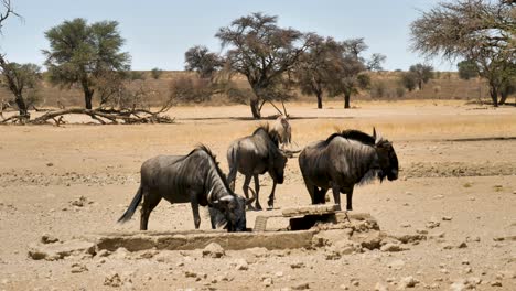 Gnus-Trinken-An-Einem-Wasserloch-In-Südafrika,-Im-Hintergrund-Steht-Ein-Spießbock,-Nahaufnahme