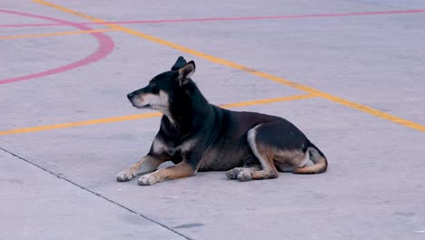 a dog rests calmly on a court