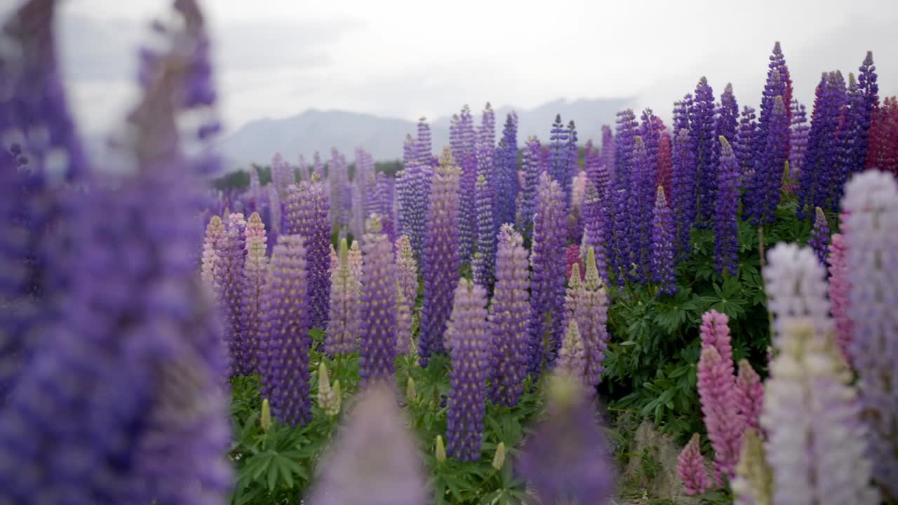 hermosas flores moradas en un campo con montañas y colinas en el fondo