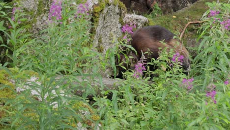 Wild-wolverine-in-summer-grass.