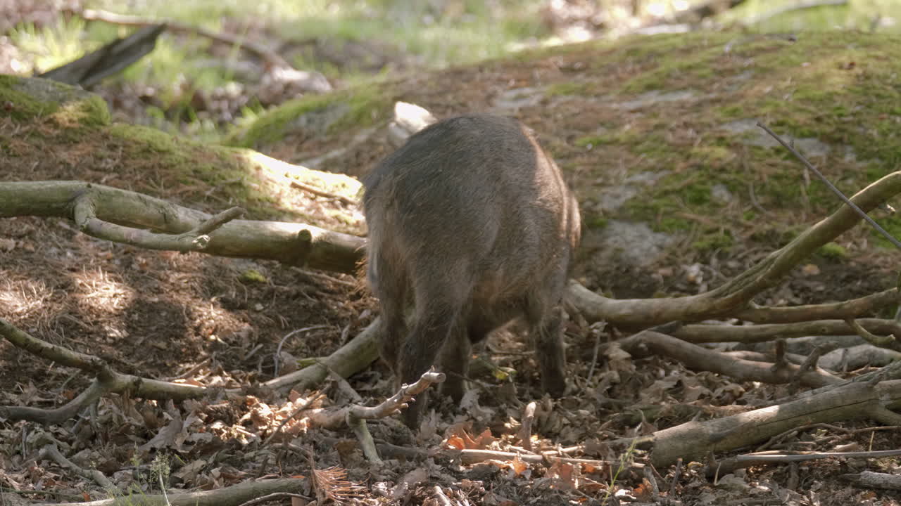 Giovane cinghialetto che cerca cibo in una foresta secca.