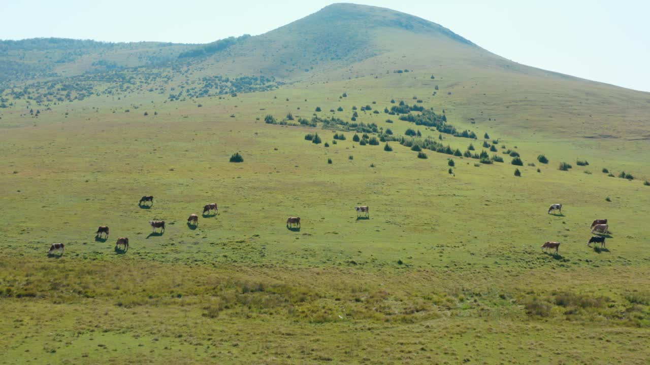 밝고 맑은 날 작은 소 떼 주위를 맴도는 공중 촬영