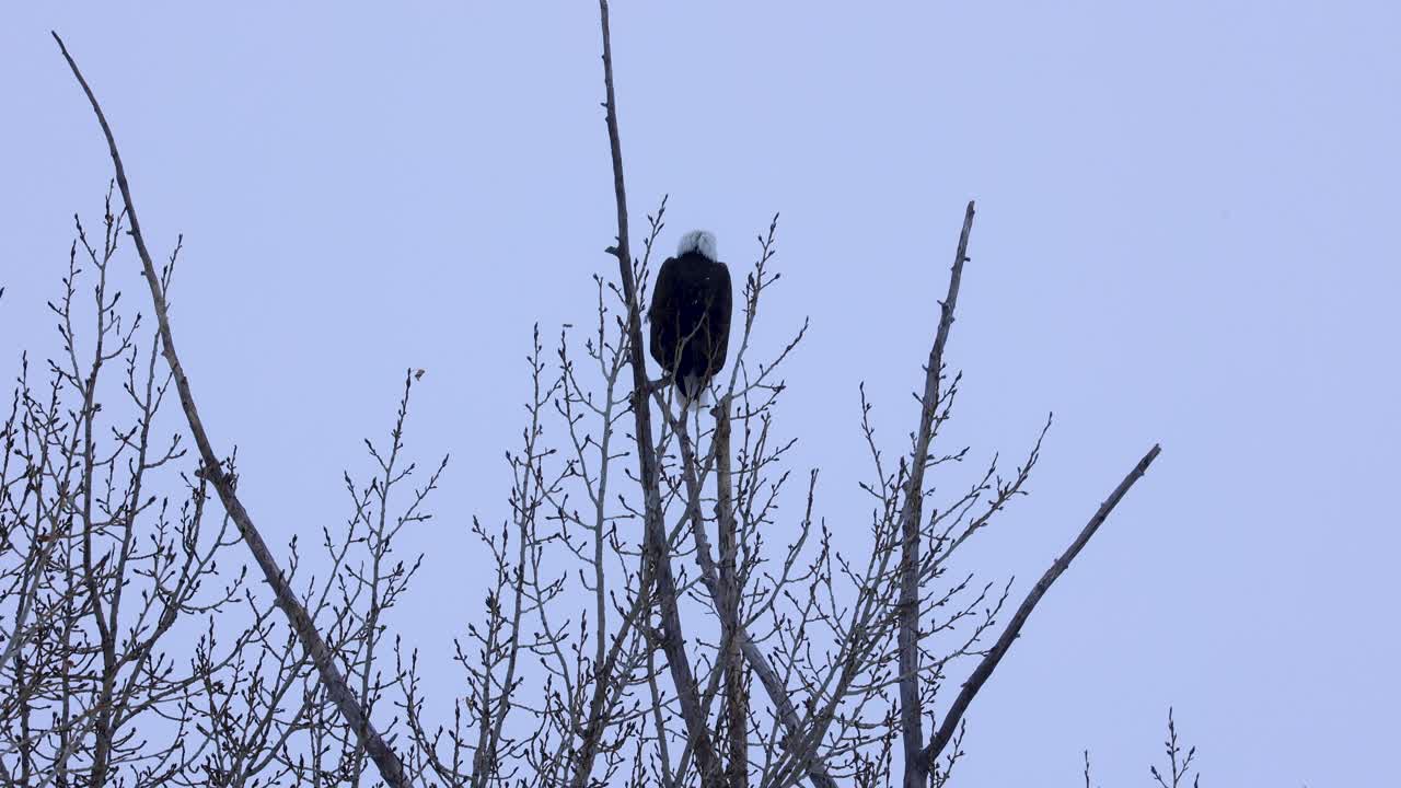 águila calva en el bosque bozeman montana 4k