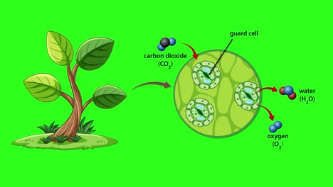 Animation illustrating gas exchange in plant stomata, showing carbon dioxide and oxygen movement with labeled guard cells