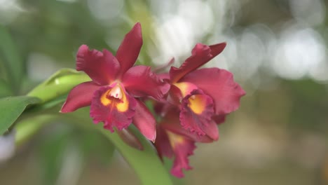 Flowers-of-the-red-cattleya-orchid,-hybrid-garden-plant