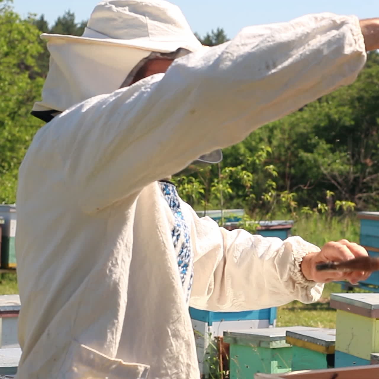 beekeeper works on an apiary, an open beehive. The bees collect honey. Frames of a bee hive. An apiary in the summer.