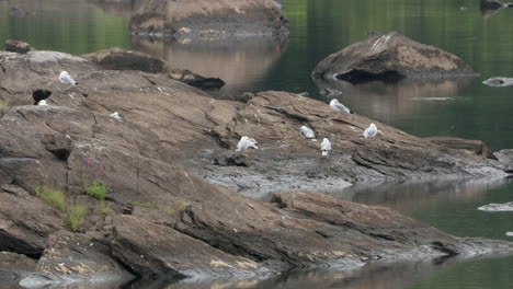 Ein-Schwarm-Möwen,-Der-Während-Eines-Regensturms-Auf-Einigen-Felsen-In-Einem-Fluss-Sitzt