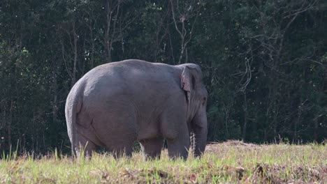 Camera-zooms-out-revealing-this-giant-animal-feeding-on-minerals-on-the-ground,-Indian-Elephant-Elephas-maximus-indicus,-Thailand