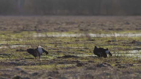 Black-grouse-breeding-lek-fight-in-early-morning