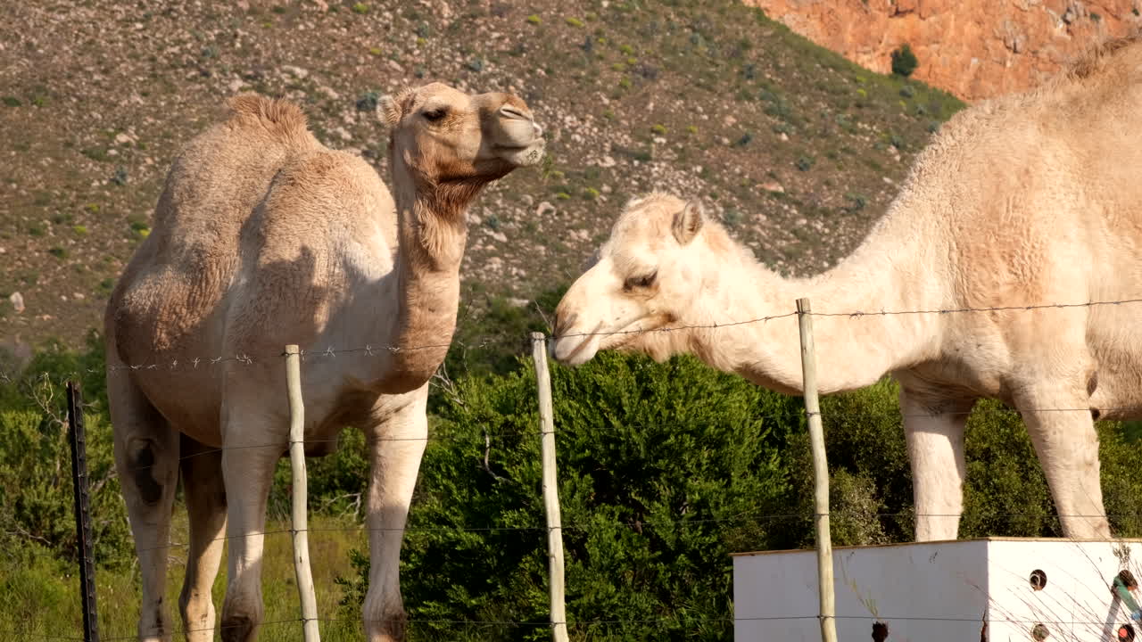 Domestic camels dromedary feeding from trough in camp next to barbed wire, tele