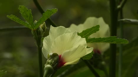 Flores-De-Bizcocho-Verde.-Amarillo-