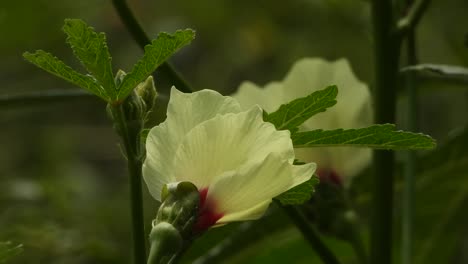 las flores de los dedos de la dama son verdes. amarillas.