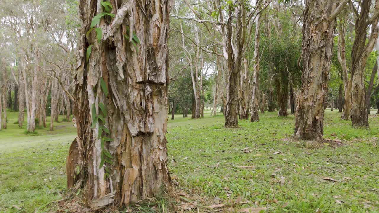 una escena pacífica en el parque con exuberante vegetación