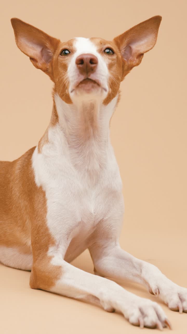 Ibizan Hound Portrait