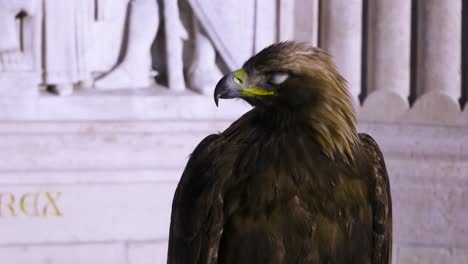 tiro de águila dorada cerca de la estatua de san esteban