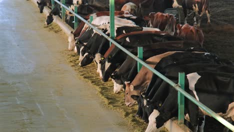 En-Turquía,-Países-De-Medio-Oriente,-Cuidado-De-Las-Vacas,-Ordeño,-Alimentación-De-Forraje,-Leche-De-Vaca-En-La-Granja.