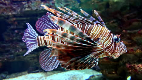 lionfish: a colorful and dangerous creature of the ocean