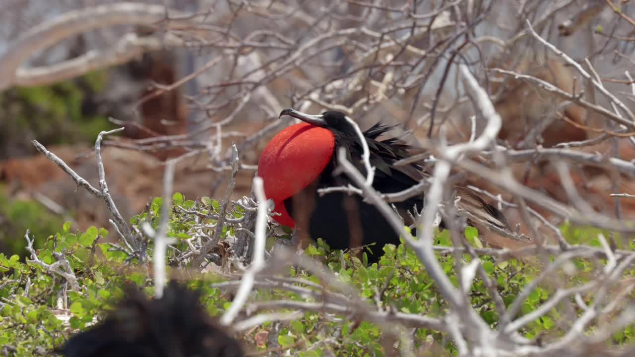 A male great frigatebird whist in a tree on North Seymour Island near Santa Cruz in the Gal&aacute;pagos Islands