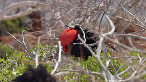 a male great frigatebird whist in a tree on north seymour island near santa cruz in the galápagos islands