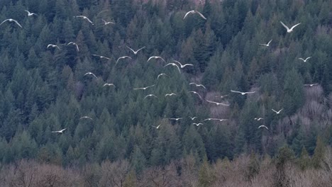 bandada de aves blancas de la costa volando sobre las montañas del bosque en vancouver, columbia británica, canadá