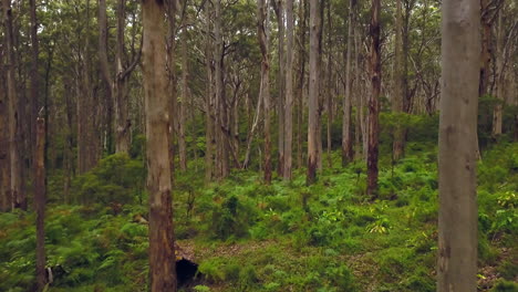 australia boranup forest drive cinematic green perth western australia beautiful peaceful drone 2 by taylor brant film